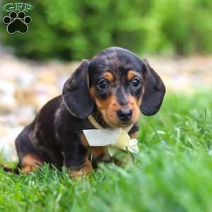 Anson, Dachshund Puppy
